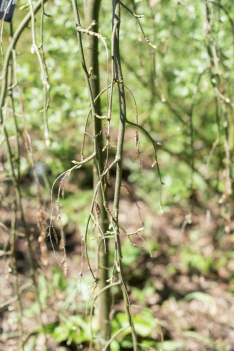 Scotch laburnum 'Pendulum'