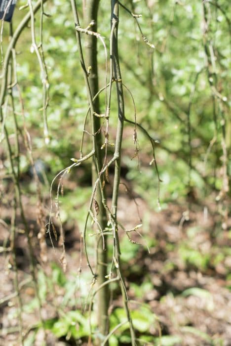 Scotch laburnum 'Pendulum'