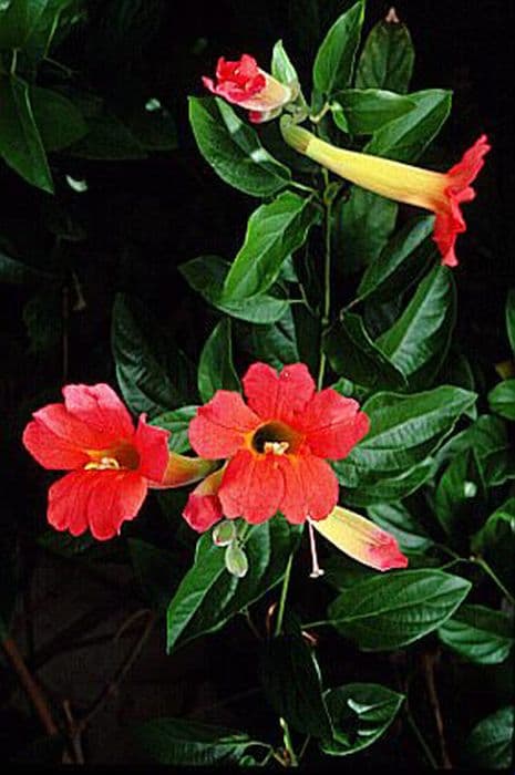 Mexican blood flower