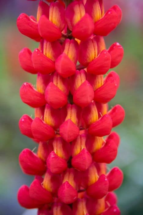 lupin 'Beefeater'