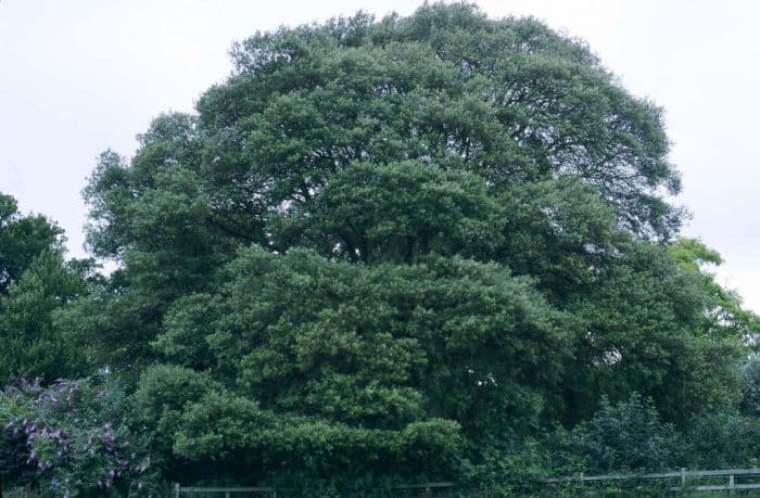 holm oak