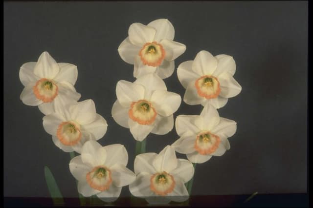 Daffodil 'Avalanche'