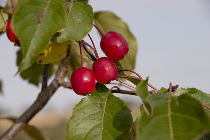 crab apple 'Rudolph'