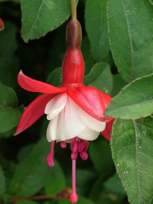 fuchsia 'Snowcap'