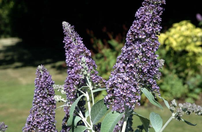 butterfly bush 'Lochinch'