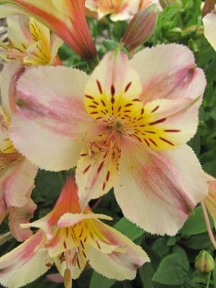 Peruvian lily 'Christina'