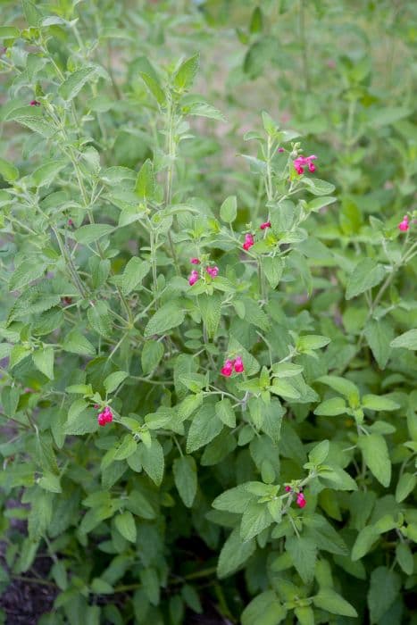 baby sage 'Rodbaston Red'