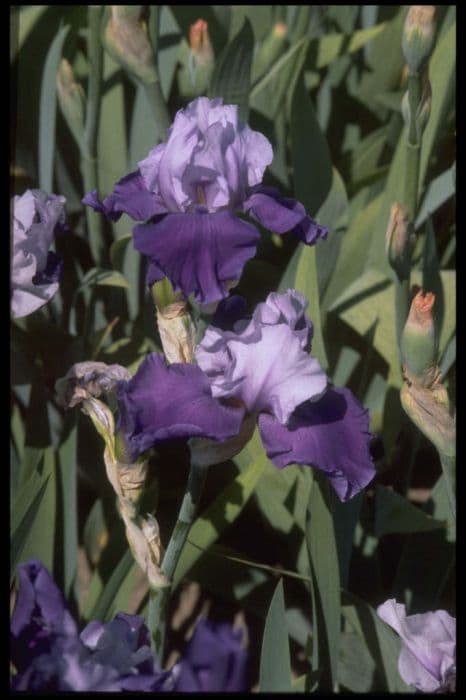 iris 'Warleggan'