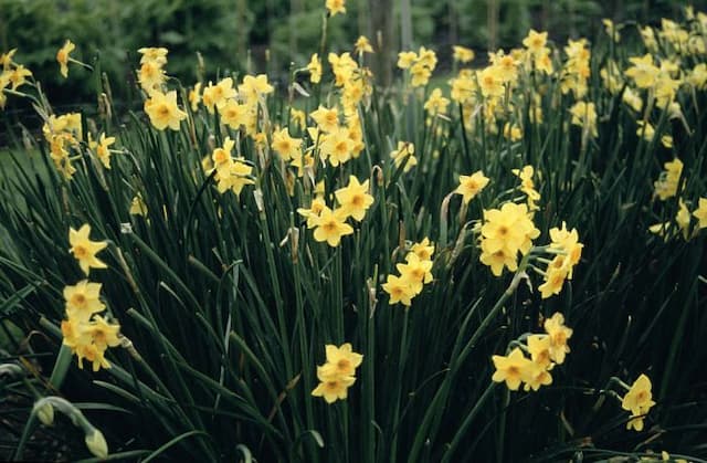 Daffodil 'Falconet'