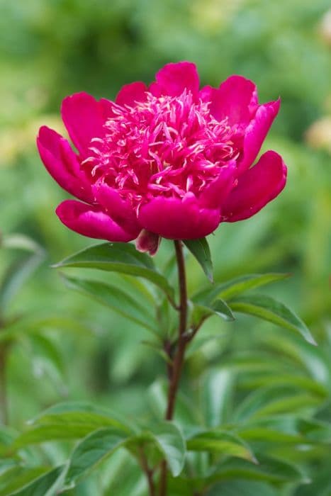 peony 'Hari-ai-nin'