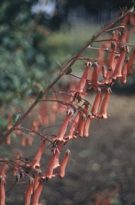 Cape figwort 'African Queen'