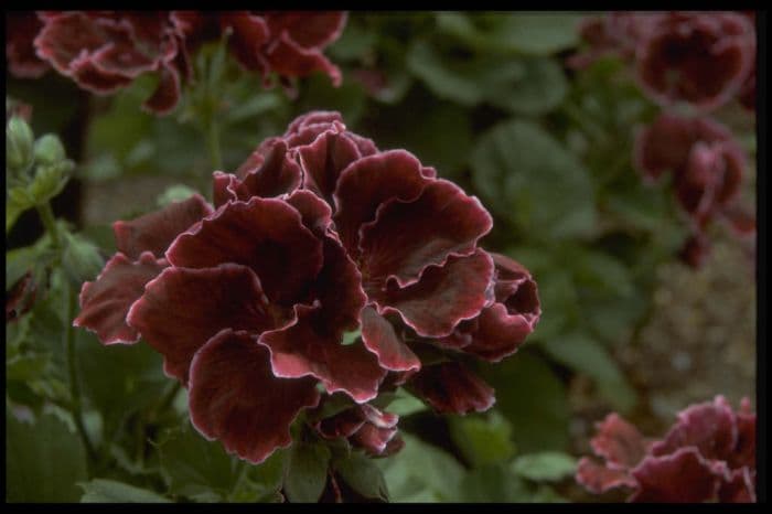 pelargonium 'Bodey's Picotee'