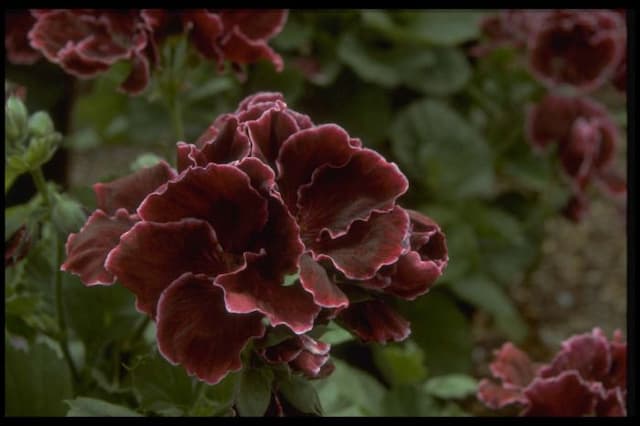 Pelargonium 'Bodey's Picotee'