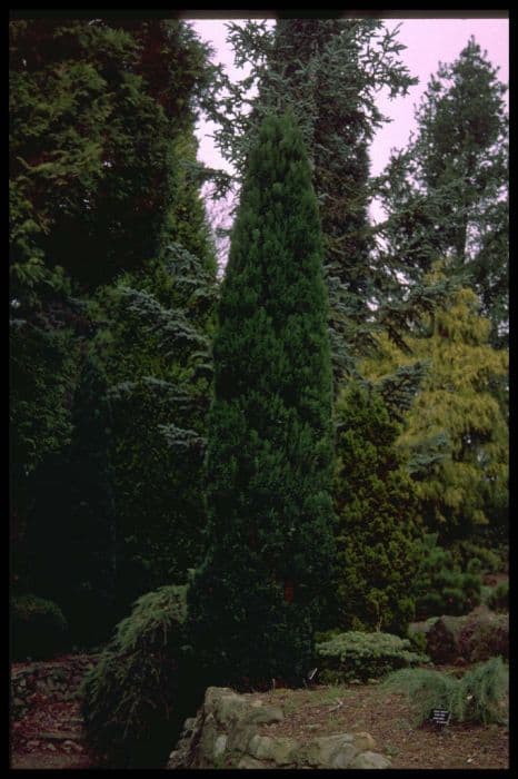 Lawson's cypress 'Grayswood Feather'