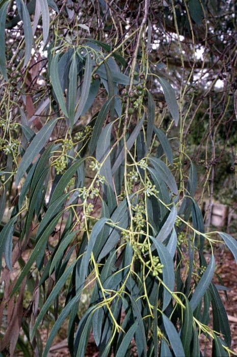 Mount Wellington peppermint