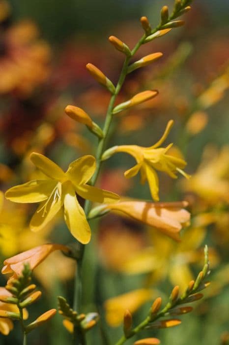 montbretia 'George Davison'