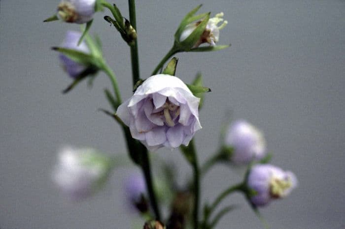 bellflower 'Bennett's Blue'