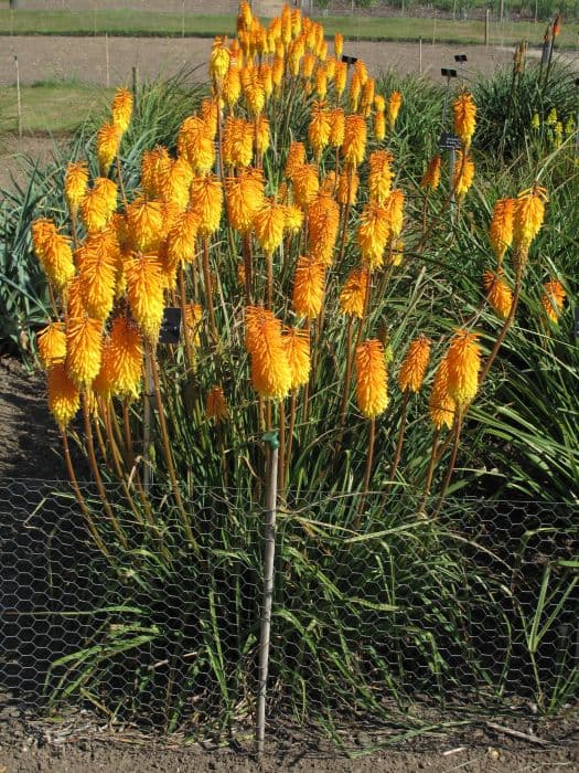 red-hot poker 'Shining Sceptre'