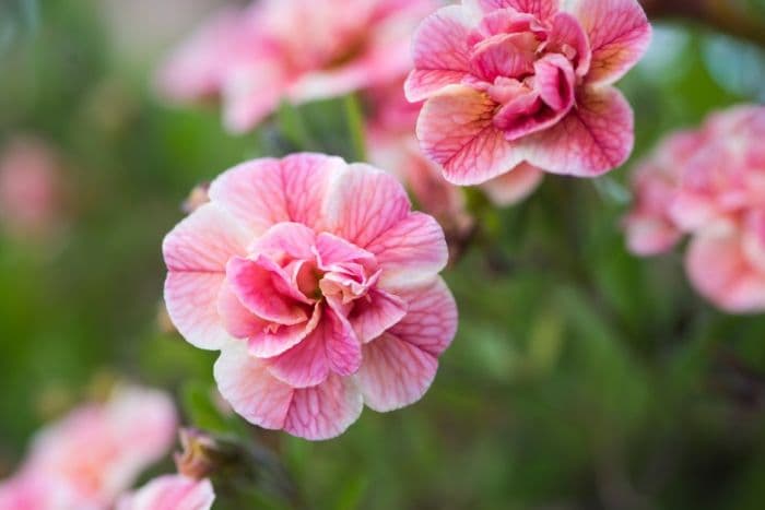 calibrachoa [Caloha Double Peach]