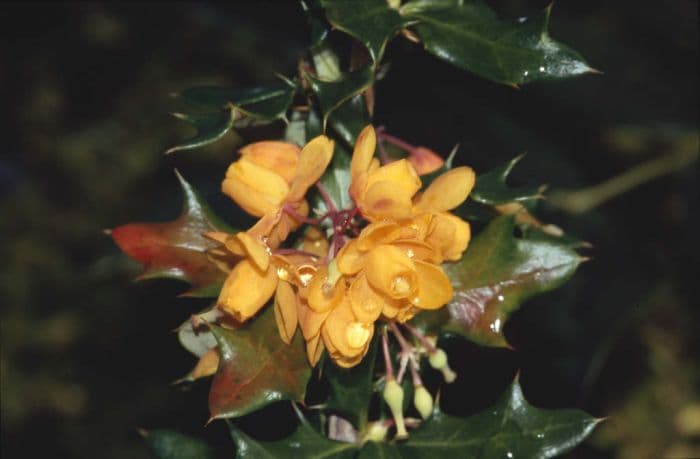 barberry 'Apricot Queen'