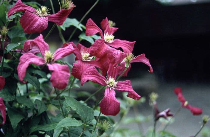 clematis 'Madame Julia Correvon'