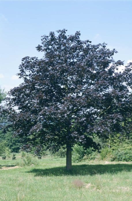 Norway maple 'Crimson King'