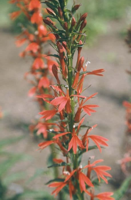 Cardinal flower