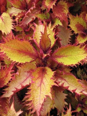 coleus [Henna]