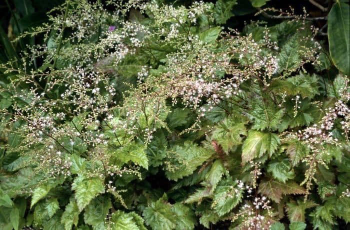 entire-leaved astilbe