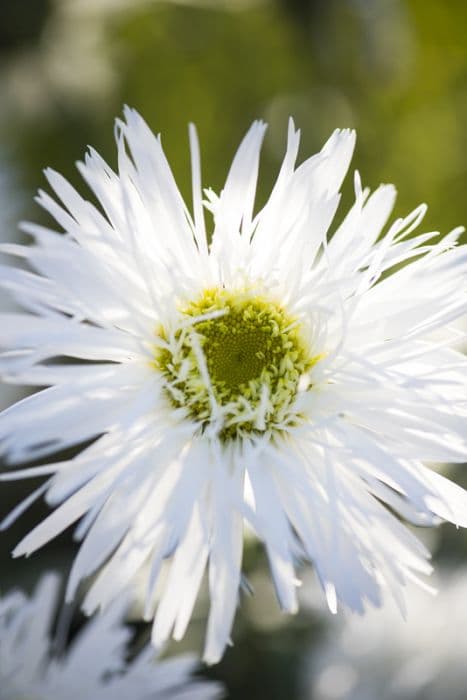 Shasta daisy 'Sante'