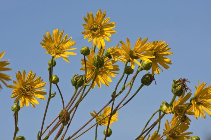 prairie burdock