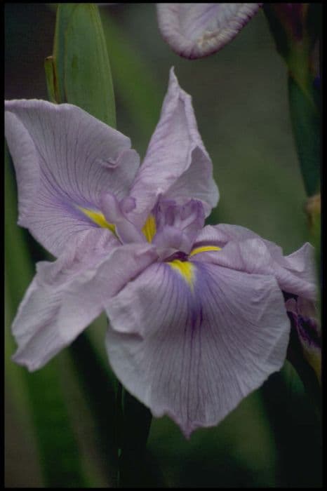 Japanese water iris 'Magic Opal'