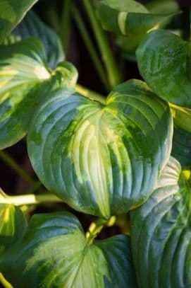 plantain lily 'Cathedral Windows'