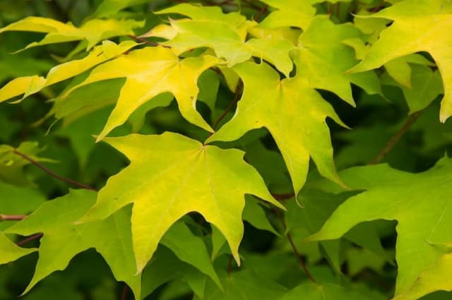 Golden Cappadocian maple