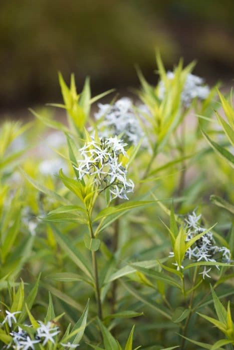 eastern bluestar