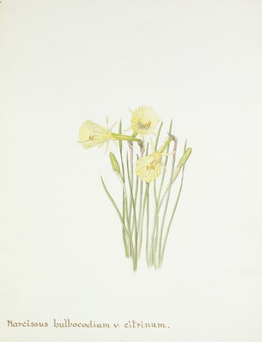 citron yellow hoop petticoat daffodil