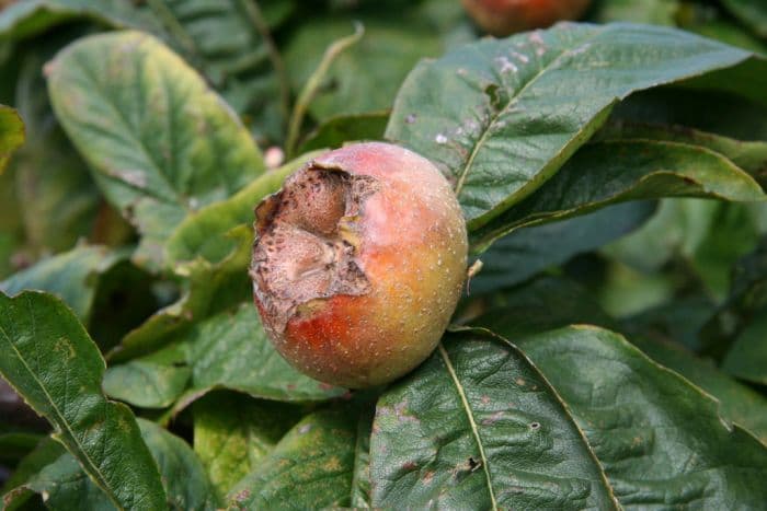 medlar 'Large Russian'