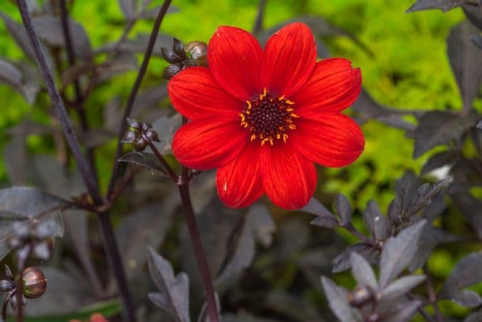 dahlia 'Scarlet Fern'