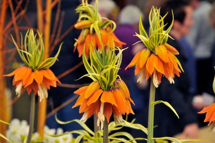 crown imperial 'Aureomarginata'