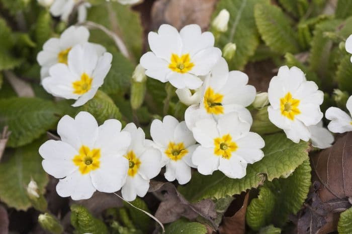 primrose 'Gigha'