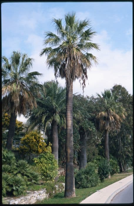 California fan palm