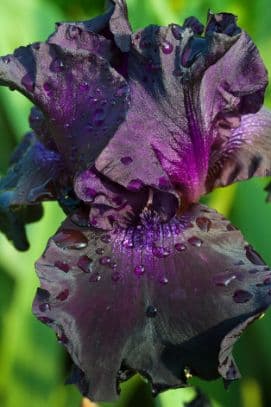 iris 'Superstition'