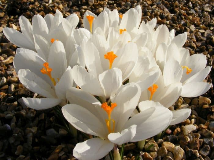 crocus 'Jeanne d'Arc'