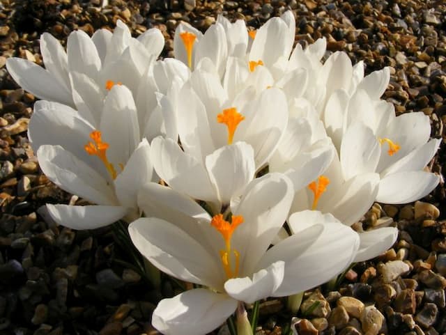 Crocus 'Jeanne d'Arc'