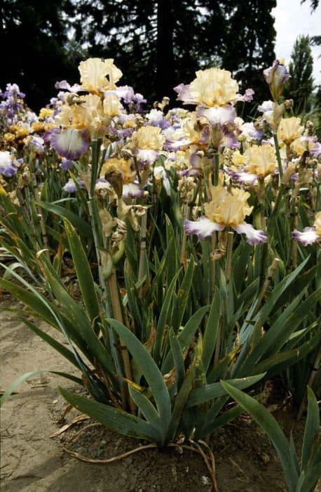 iris 'Meg's Mantle'