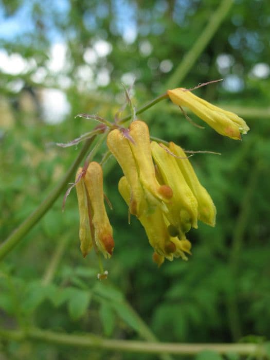 Climbing squirrel corn