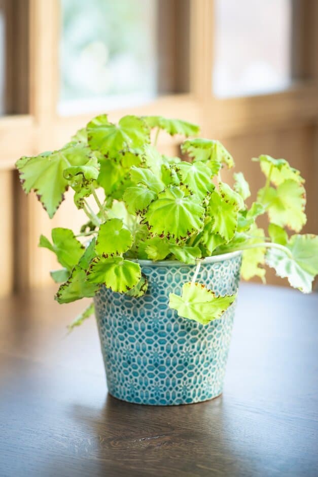 Begonia Lima Love