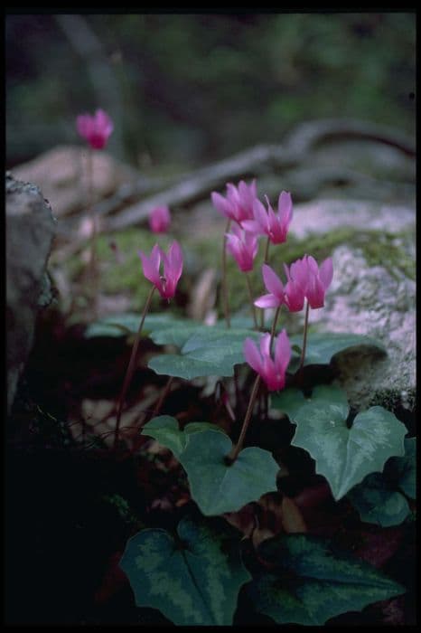 Wavy cyclamen