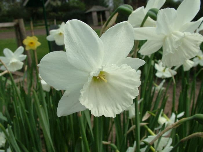 daffodil 'Niveth'