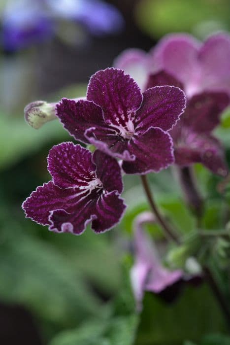 Cape primrose 'Burgundy Ice'